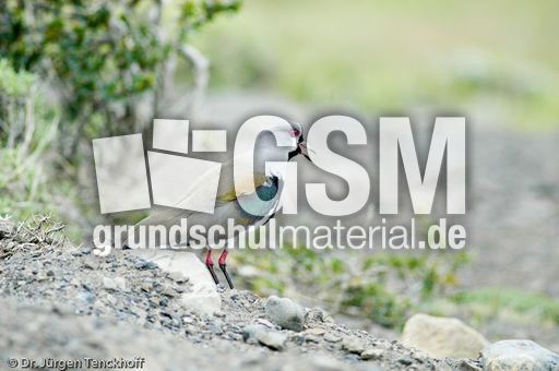 Bronzekiebitz (1 von 4).jpg